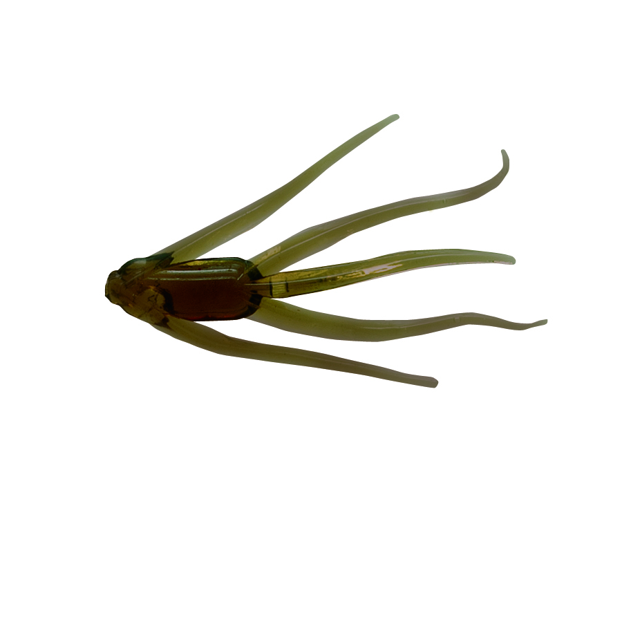 Clam Maki - thumbnail 2